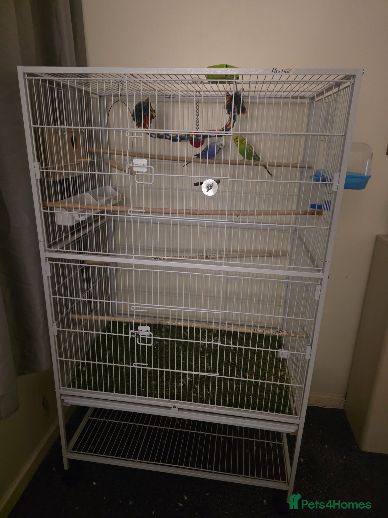 Budgerigars birds Male budgie (green) and cage  - Advert 1