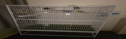 Budgerigars birds for sale: Male budgie (green) and cage  - Advert 1