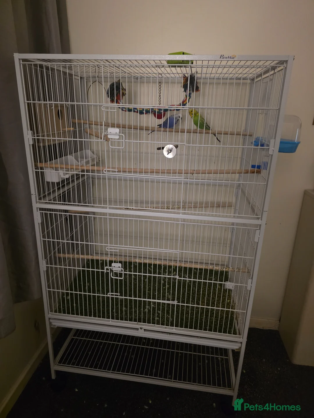 Budgerigars birds for sale: Male budgie (green) and cage  - Advert 1