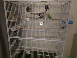 Budgerigars birds Male budgie (green) and cage - Advert 3