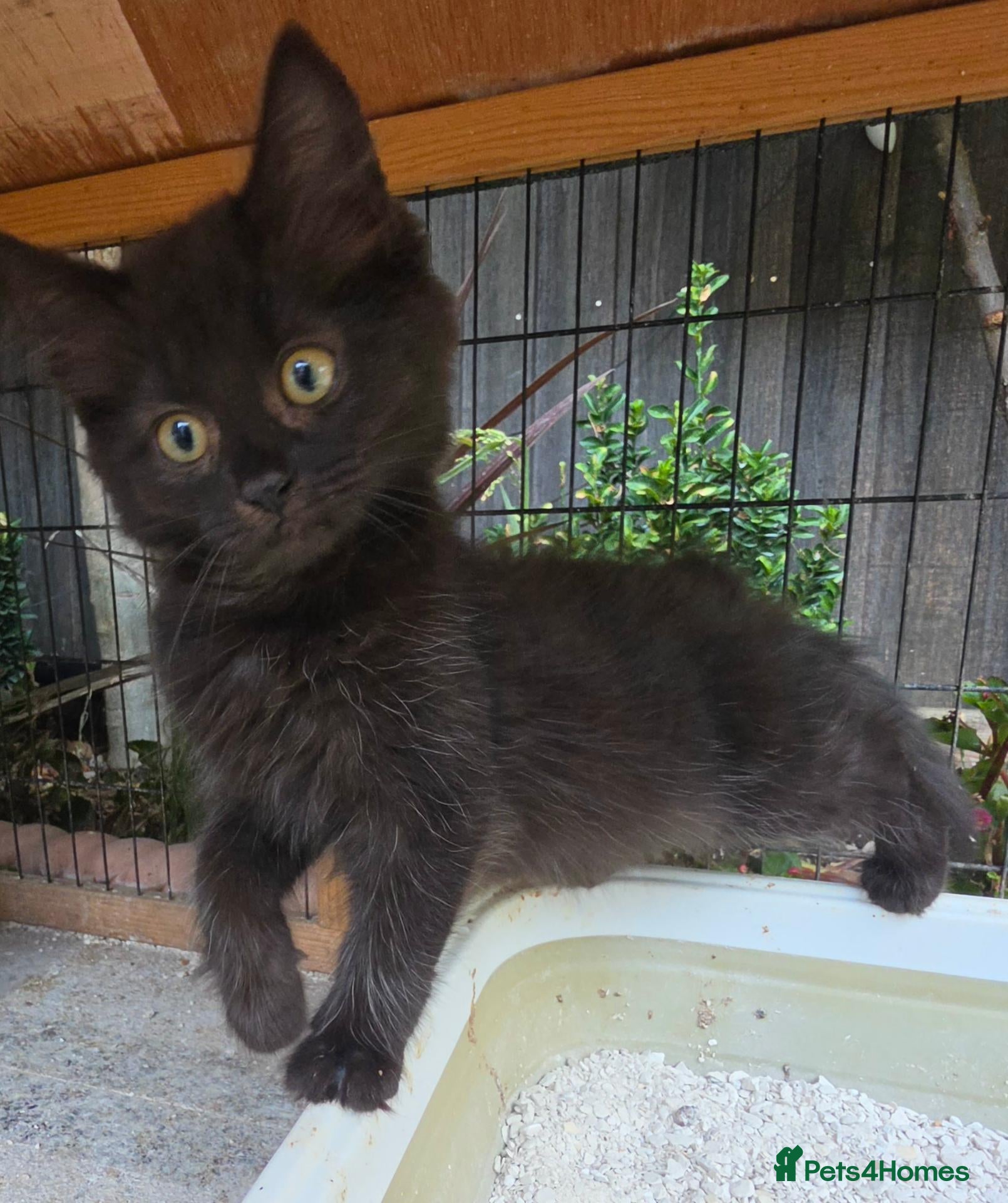 Persian cats Lovely half persian kitten - Advert 2