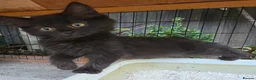 Persian cats for sale: Lovely half persian kitten - Advert 6