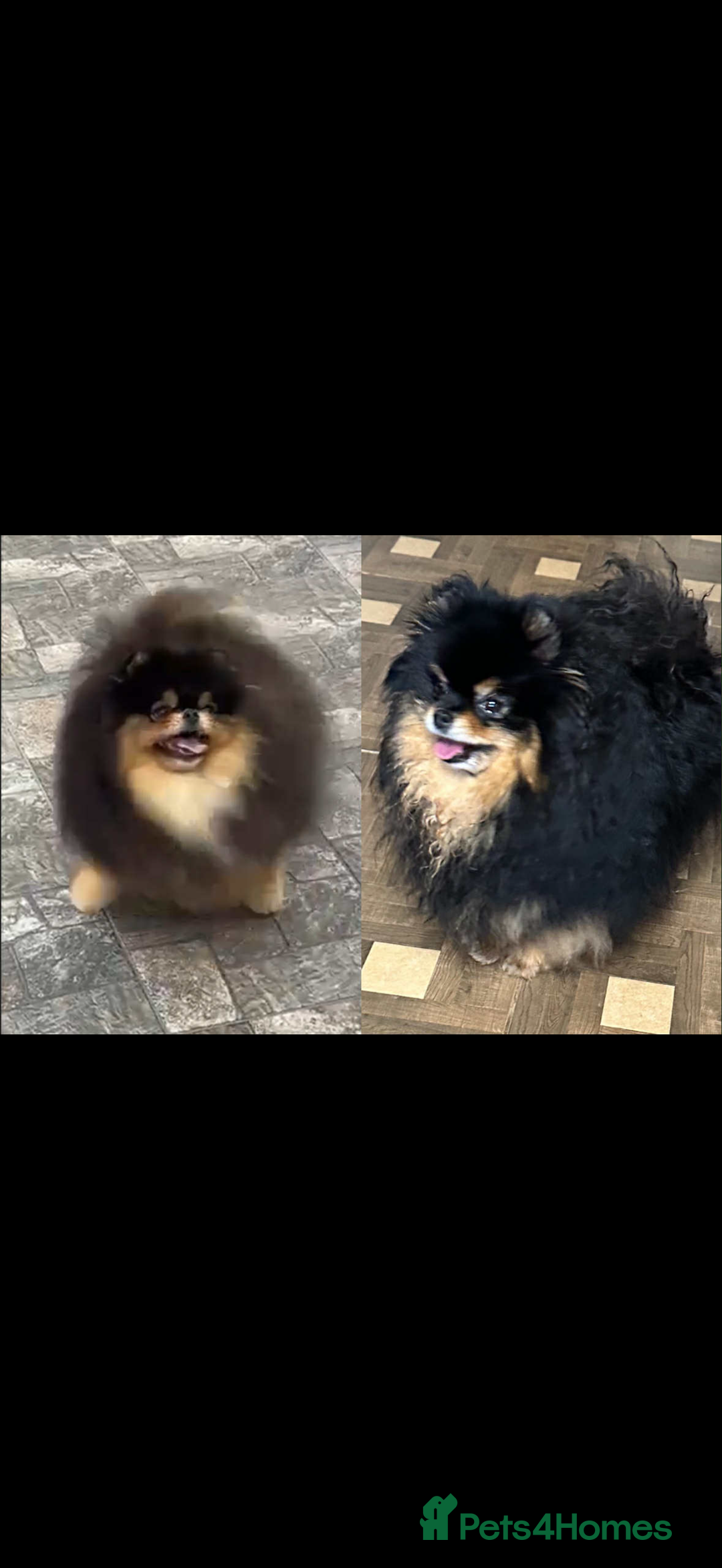 Pomeranian dogs for sale: orange Pomeranian puppy - Advert 5