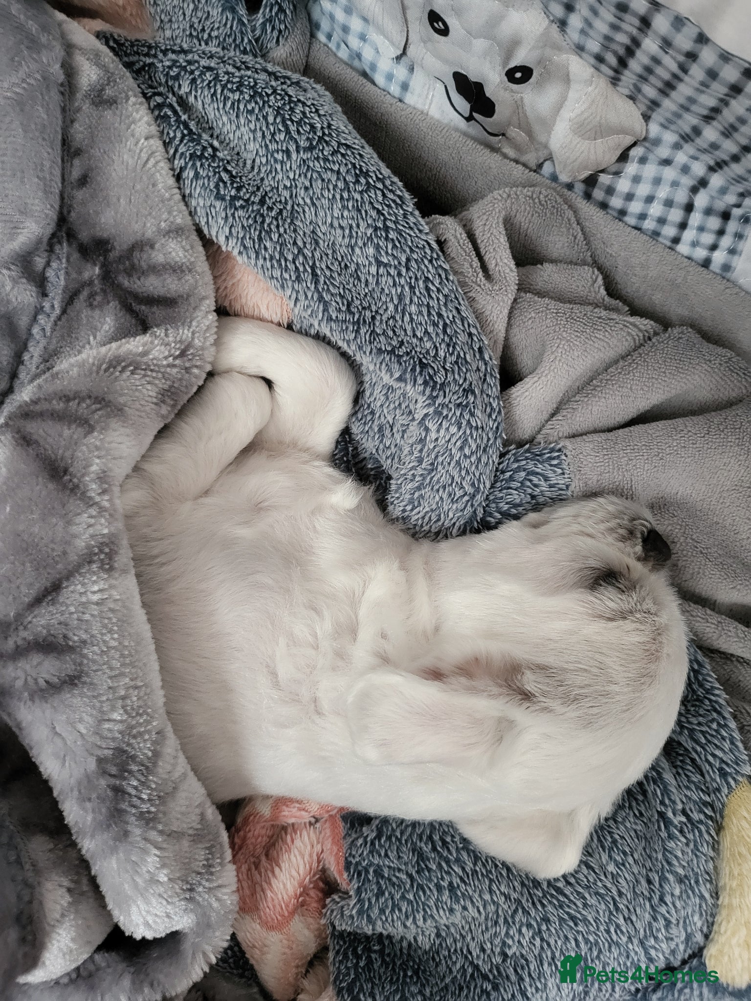 Bichon Frise dogs for sale: Korean Bison very small boy. - Advert 12