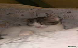 Bengal cats for sale: 🐾 Two Playful Tabby Male Kittens for Loving Homes - Image 7