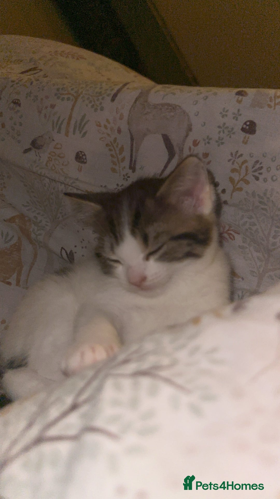 Bengal cats for sale: 🐾 Two Playful Tabby Male Kittens for Loving Homes - Image 7