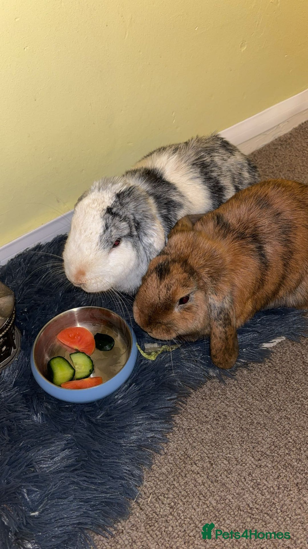 English Lop rabbits for sale: Mr Rocky  - Advert 2