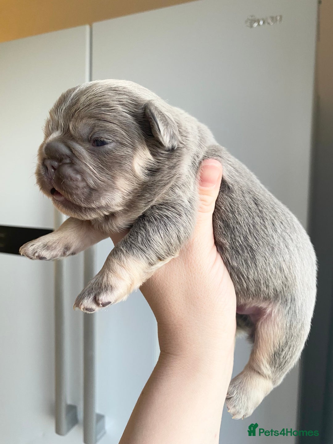 French Bulldog dogs for sale: TINY TEDDY BEAR FRENCH BULLDOG PUPS  - Advert 14