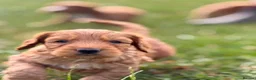 Cockapoo dogs for sale: Stunning F1 cockapoo puppies - Advert 4