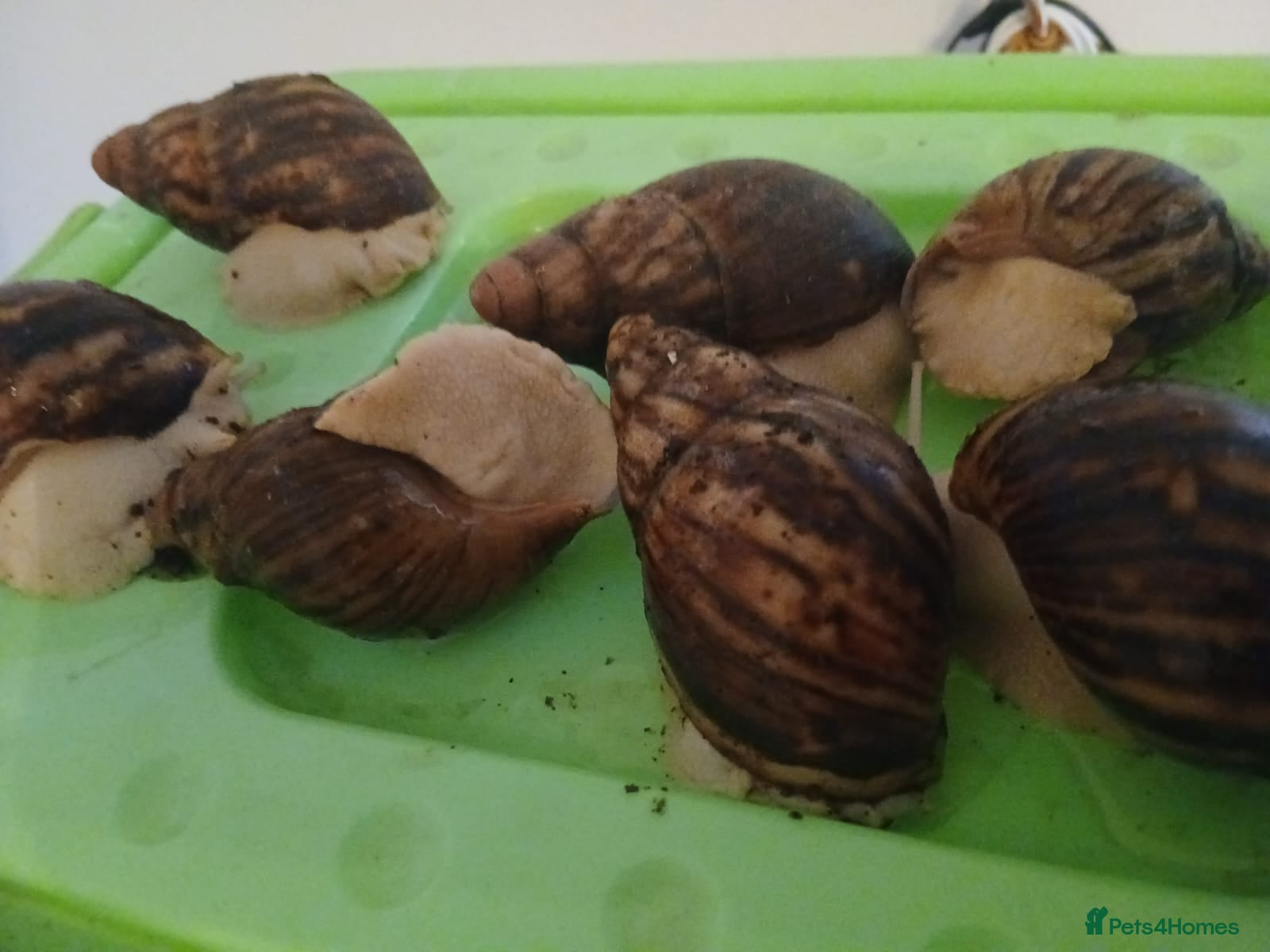 Snails invertebrates Albino Giant African Snails Marginata - Advert 5