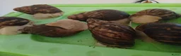 Snails invertebrates for sale: Albino Giant African Snails Marginata - Advert 1