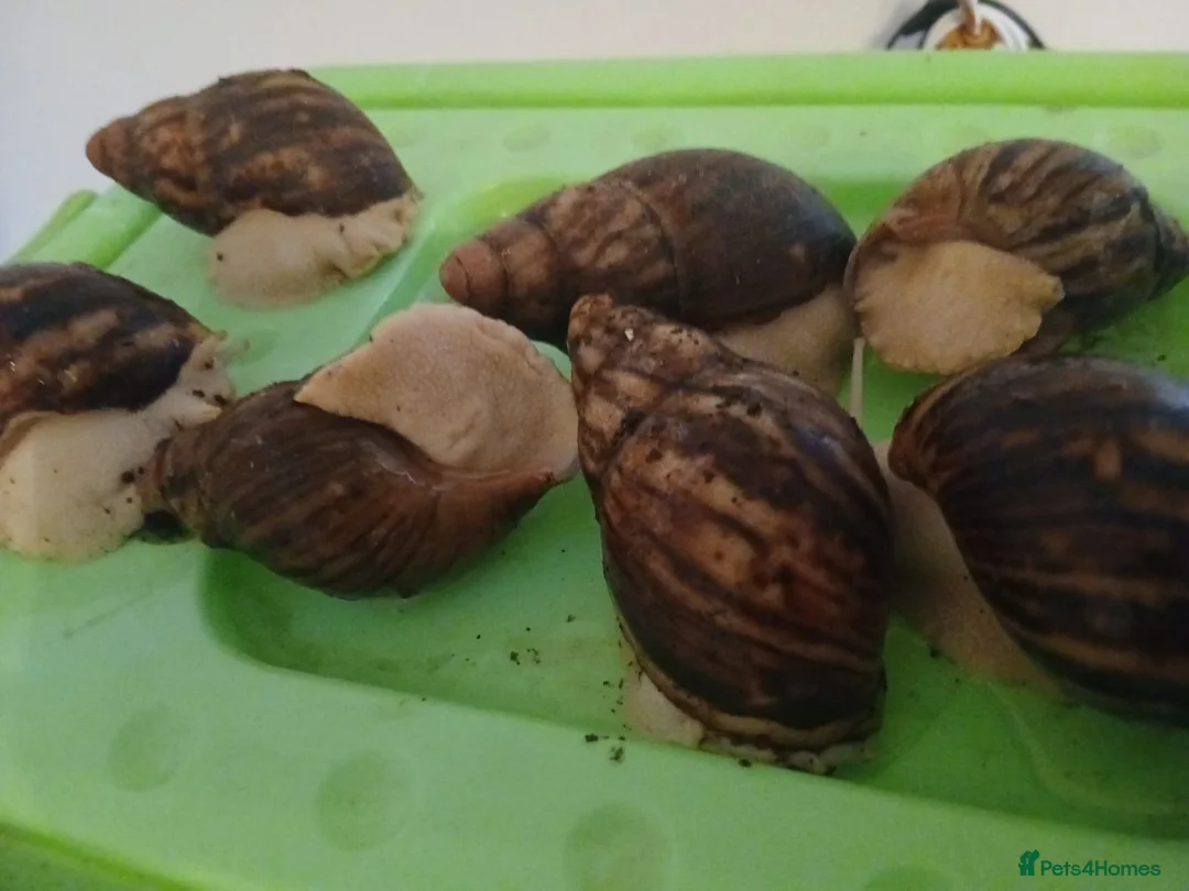 Snails invertebrates for sale: Albino Giant African Snails Marginata - Advert 1