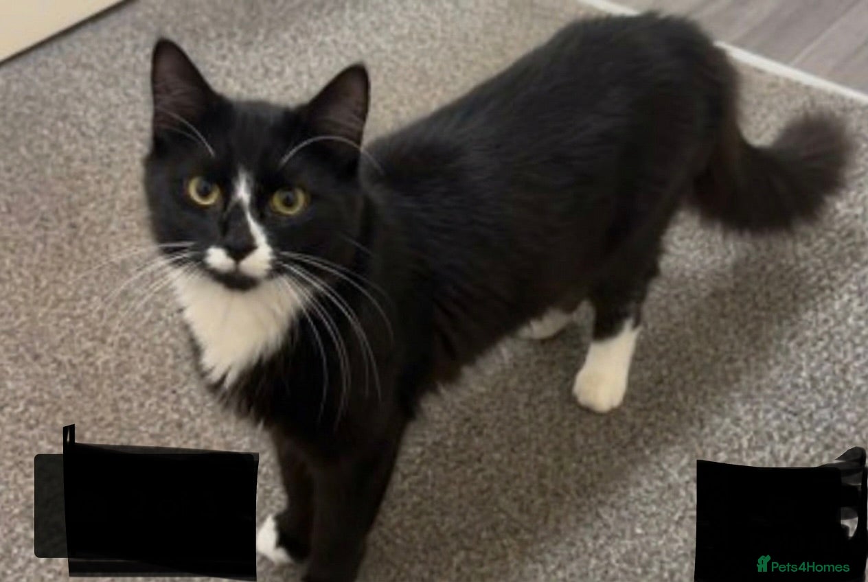 Mixed Breed cats 1 year old male cat urgent rehome  - Advert 1