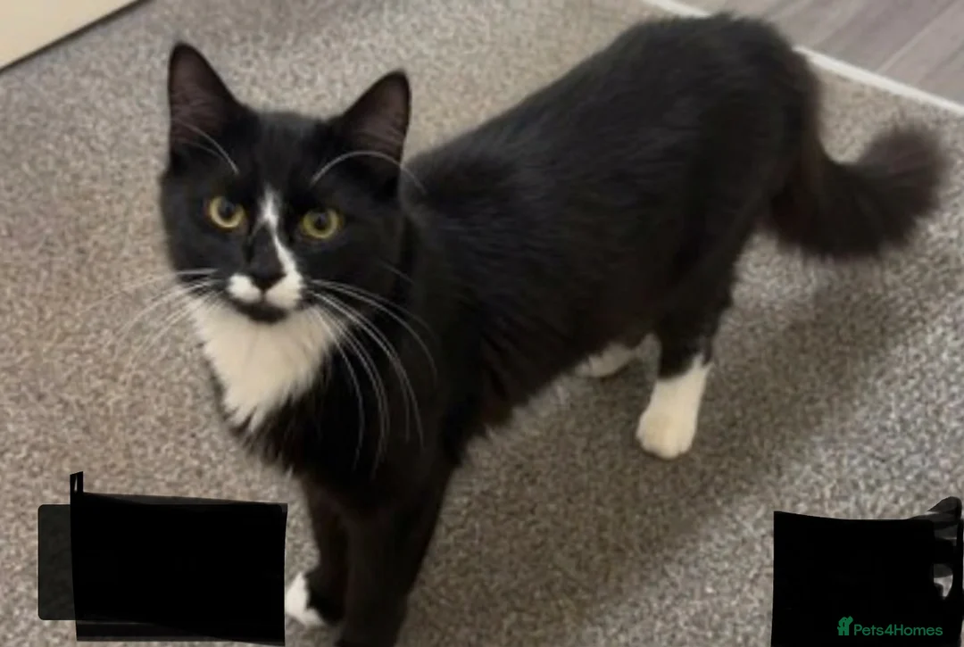 Mixed Breed cats for sale: 1 year old male cat urgent rehome  in Grays - Advert 1