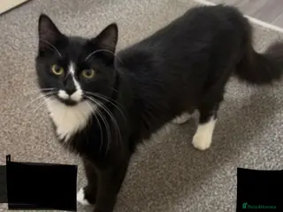 Mixed Breed cats 1 year old male cat urgent rehome - Advert 10