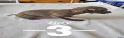 Italian Greyhound dogs for sale: Stunning kc Italian greyhounds  - Advert 6