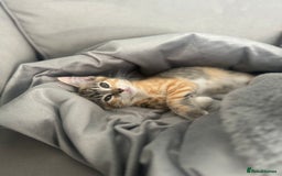 Ragdoll cats for sale: Mixed Ragdoll QUEEN💛 - Image 6
