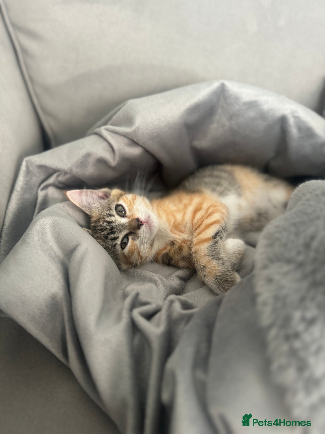 Ragdoll cats for sale: Mixed Ragdoll QUEEN💛 - Image 6