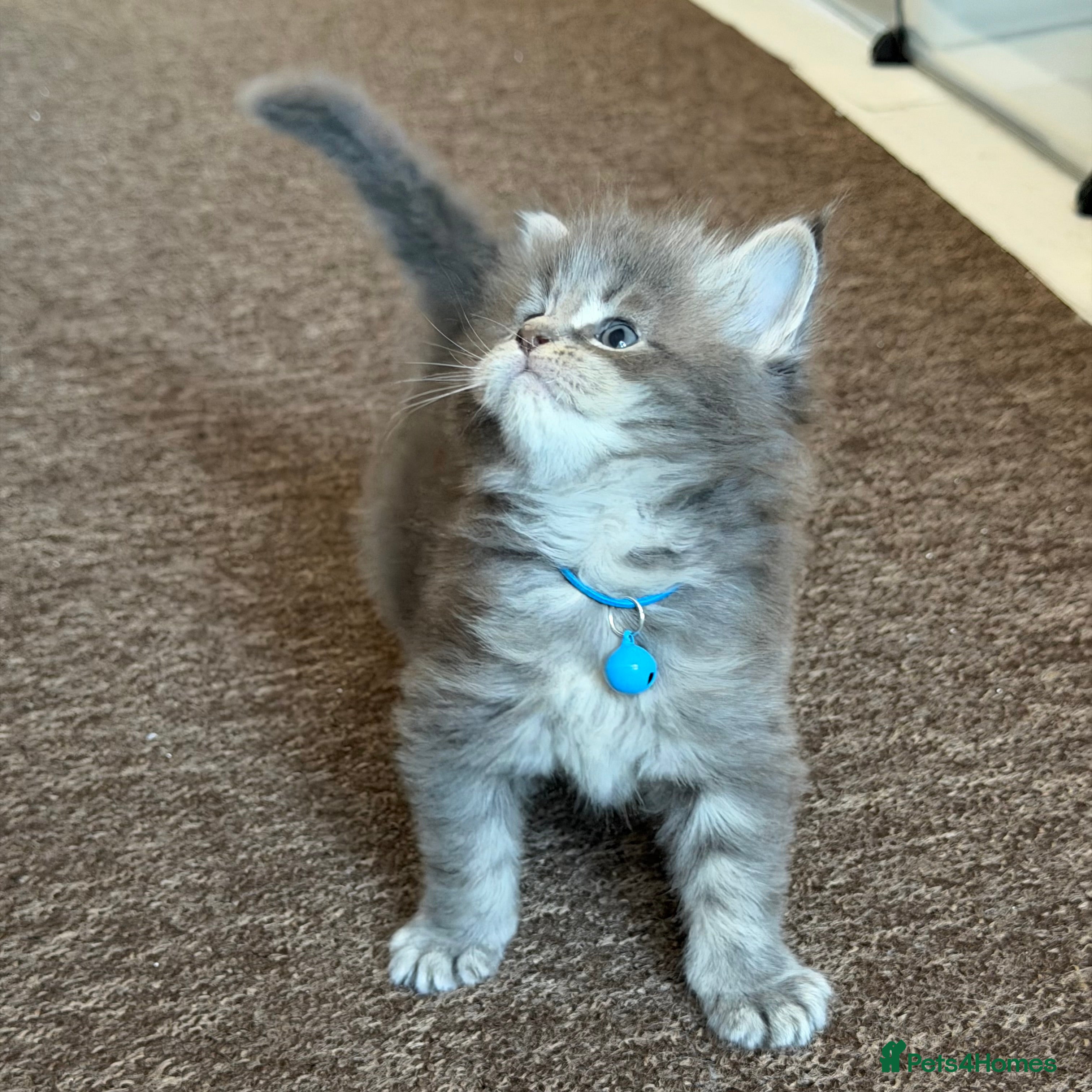 Maine Coon cats Gentle, Playful, Affectionate Maine Coons - Advert 2