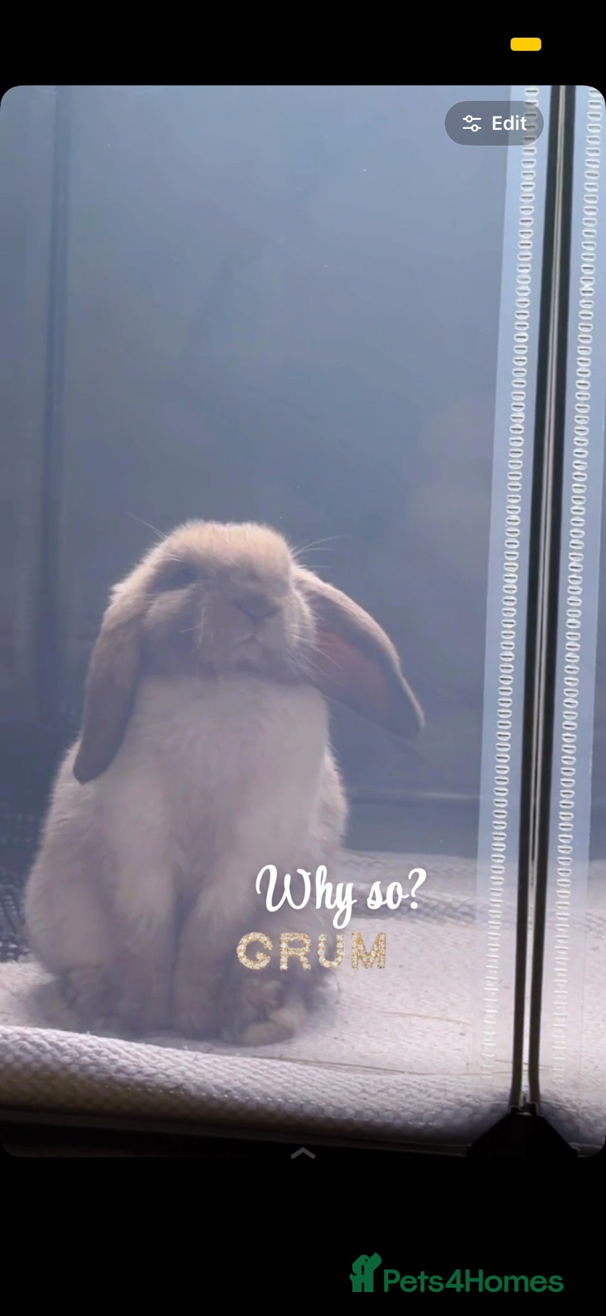 Mini Lop rabbits Bunny Haven  - Advert 1