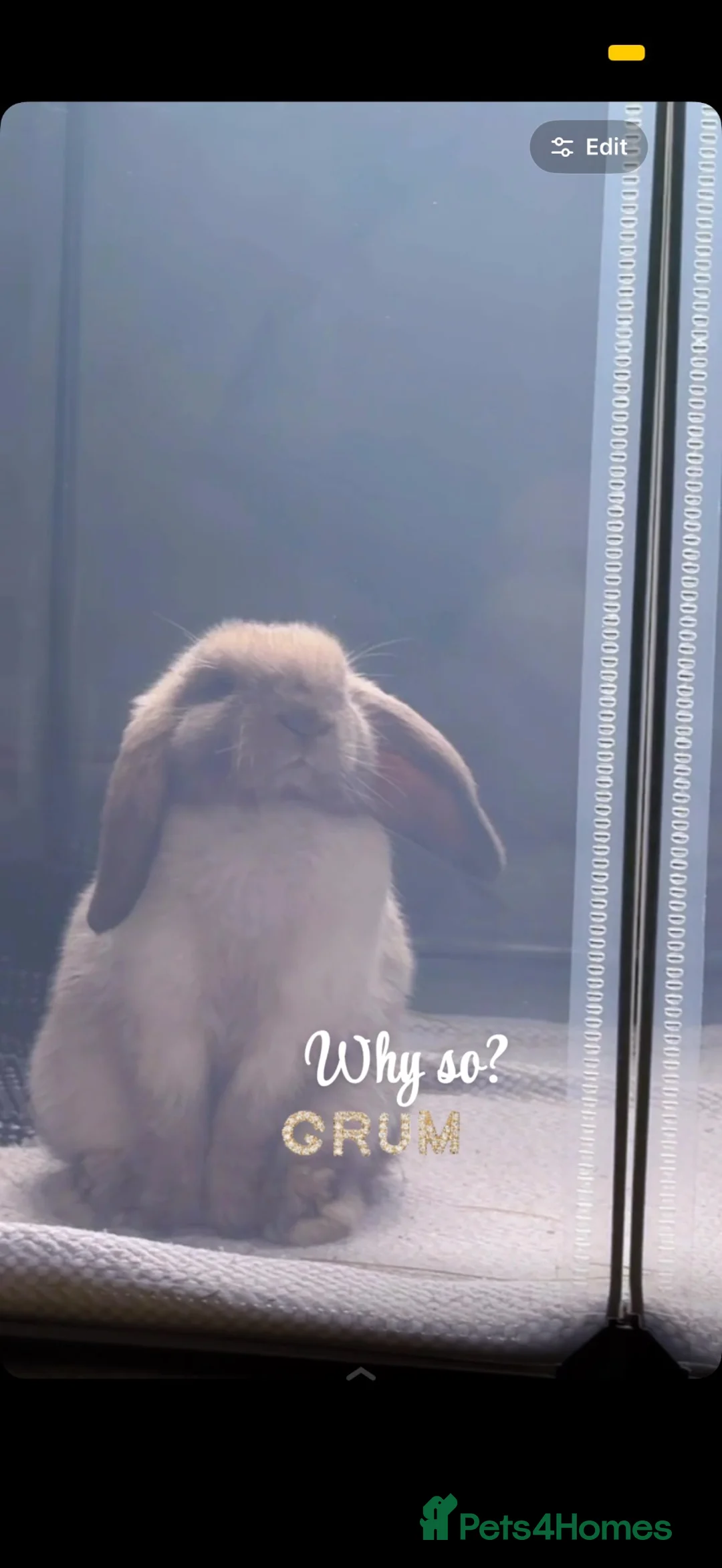 Mini Lop rabbits for sale: Bunny Haven  in Cheadle - Advert 1