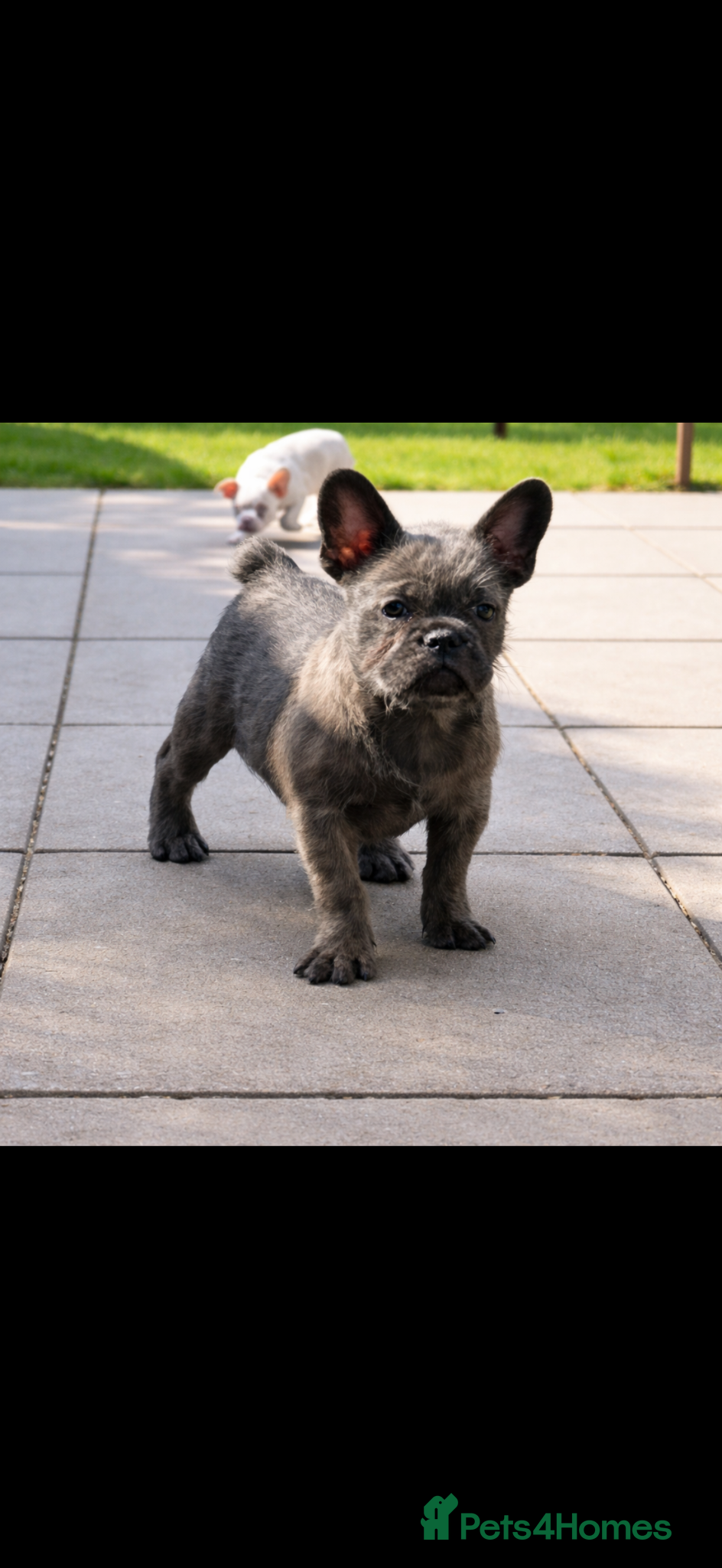 French Bulldog dogs Reduced and ready now - Micro frenchie litter - Advert 14