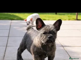 French Bulldog dogs Reduced and ready now - Micro frenchie litter - Advert 14