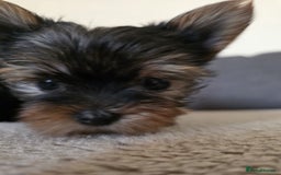 Yorkshire Terrier dogs for sale: Lovely Yorkies puppies for sale  - Image 3