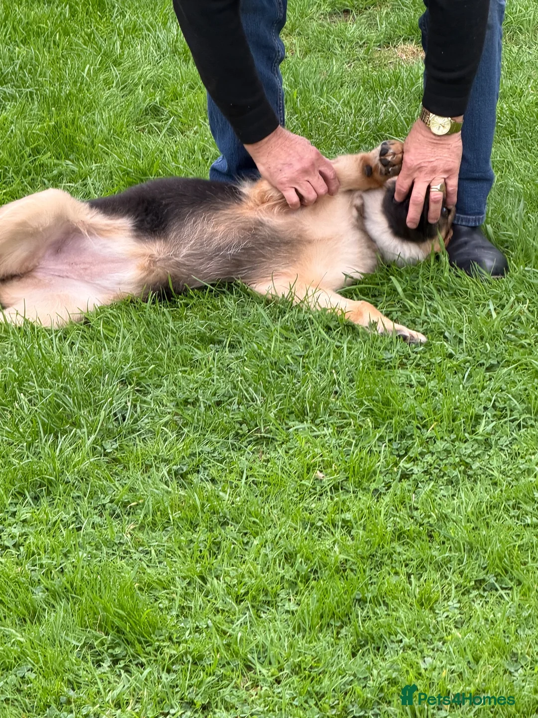 German Shepherd dogs for sale: 5 month old German Shepherd  - Advert 11