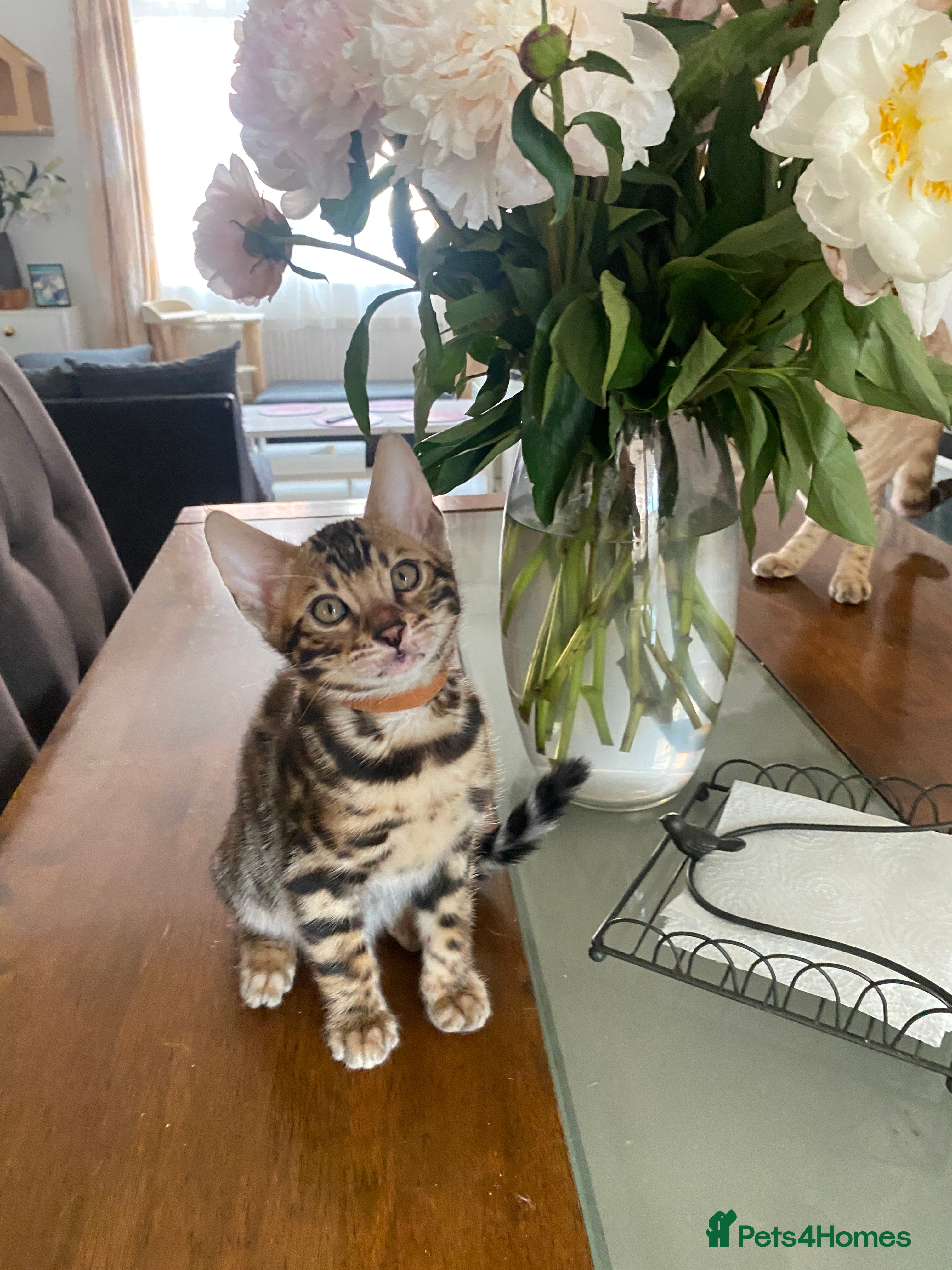 Bengal cats Bengal Wonderful Kitten.TICA registered😸😽😻✨✨✨ - Advert 2