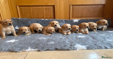 Labrador Retriever dogs - Advert 15
