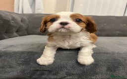 Cavalier King Charles Spaniel dogs for sale: Stunning Cavalier King Charles Spaniels - Image 19