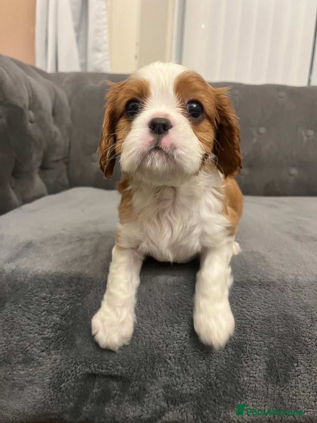 Cavalier King Charles Spaniel dogs for sale: Stunning Cavalier King Charles Spaniels - Image 19