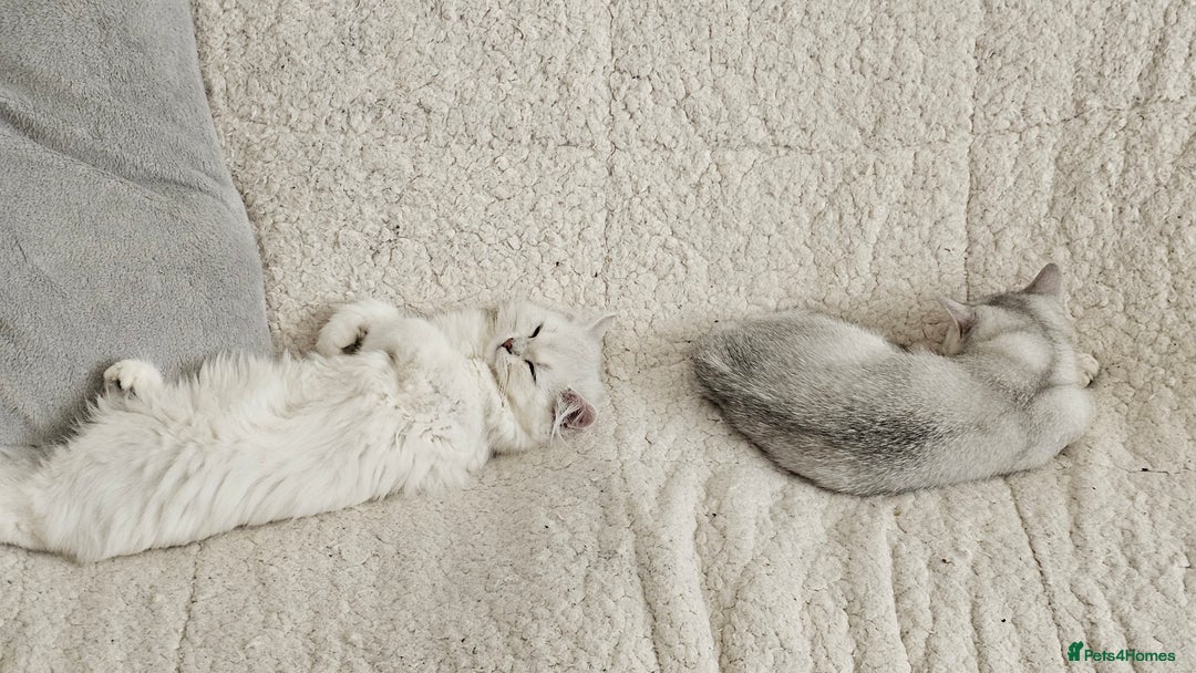 British Shorthair cats for sale: BSH reg kittens, Silver & Gold - Advert 11