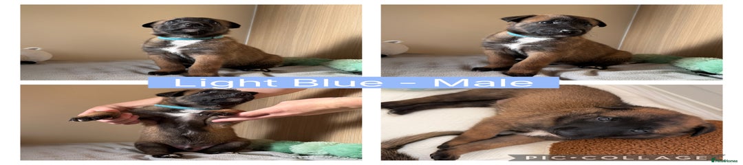 Light blue - Male 