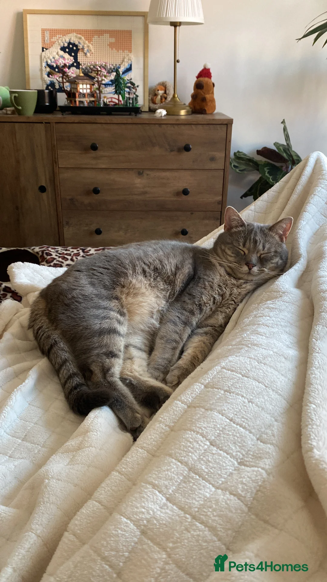 Mixed Breed cats for sale: Male cat - Advert 6