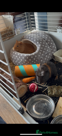 Guinea Pig rodents - Advert 17