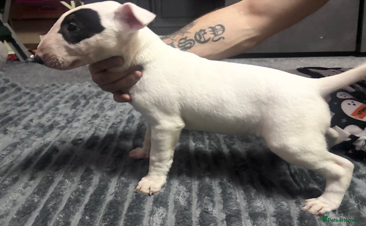 English Bull Terrier dogs KC Reg English bull terrier puppies  - Advert 13