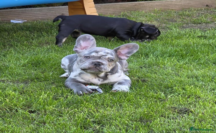 French Bulldog dogs - Advert 2