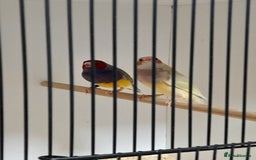 Finches birds for sale: Gouldian Finches for sale  - Image 1