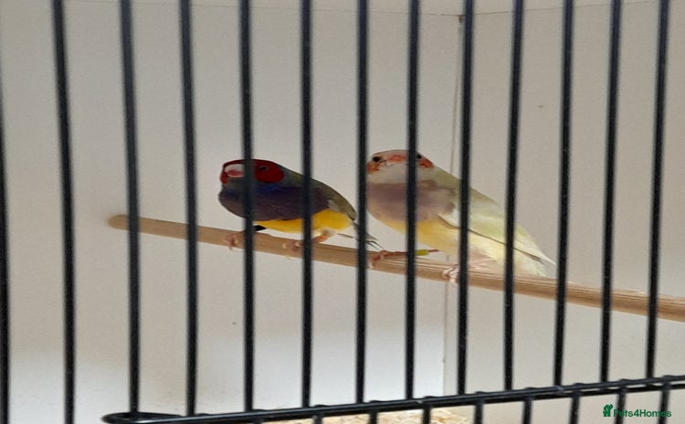 Finches birds - Advert 2