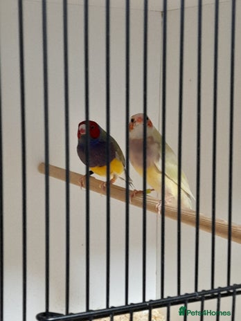 Finches birds - Advert 2