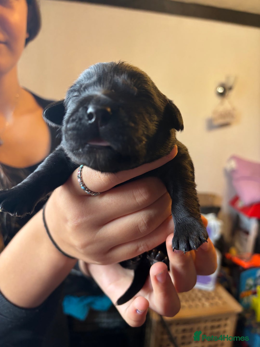 Goldador dogs for sale: Goldador puppies - Image 12