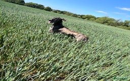 Mixed Breed dogs for sale: Saluki coli grey  - Image 2