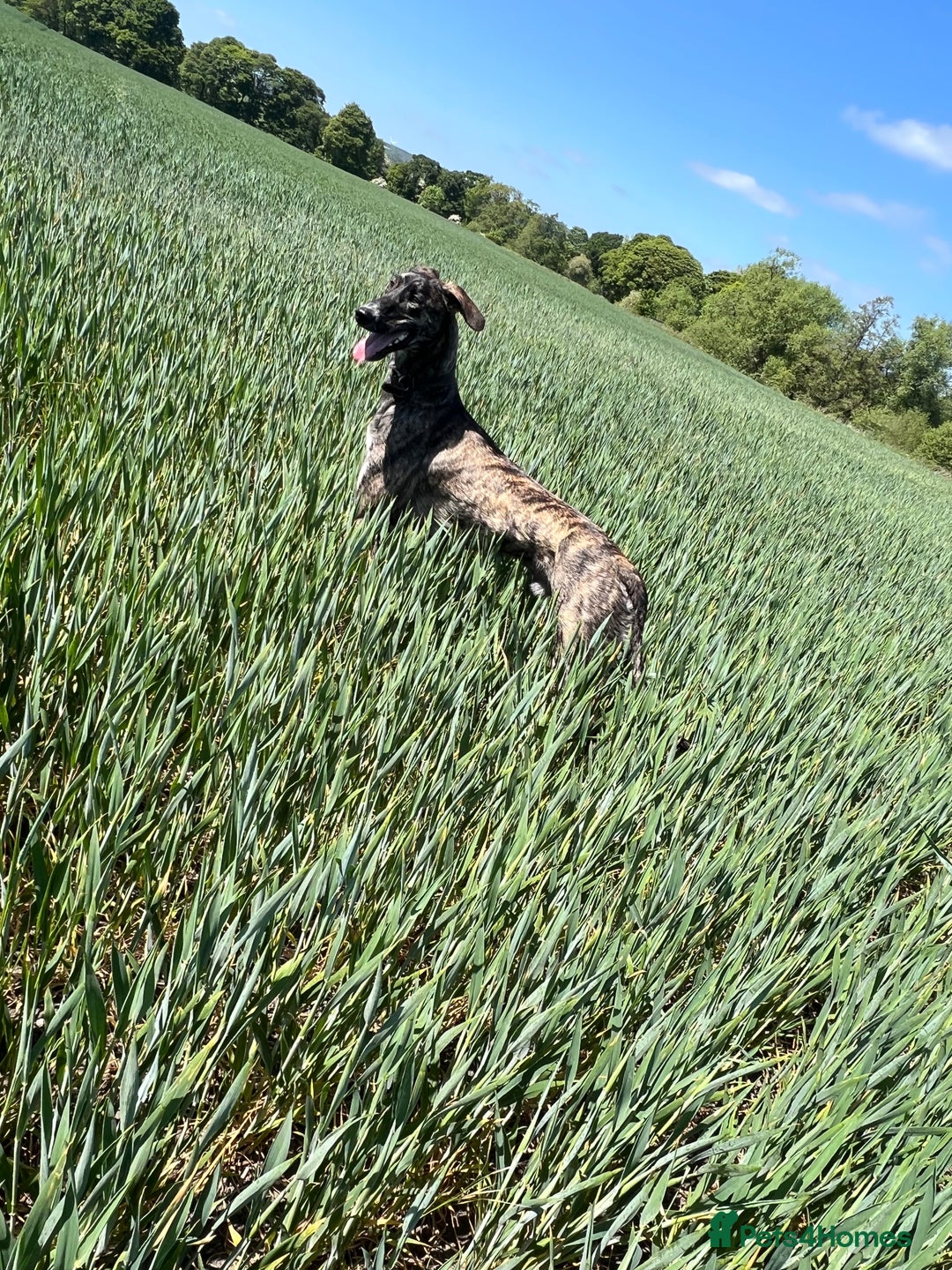 Mixed Breed dogs for sale: Saluki coli grey  - Image 2