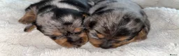 Jack Russell dogs for sale: Jack Russell puppies - Advert 10
