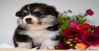 Welsh Corgi Pembroke dogs - Advert 3