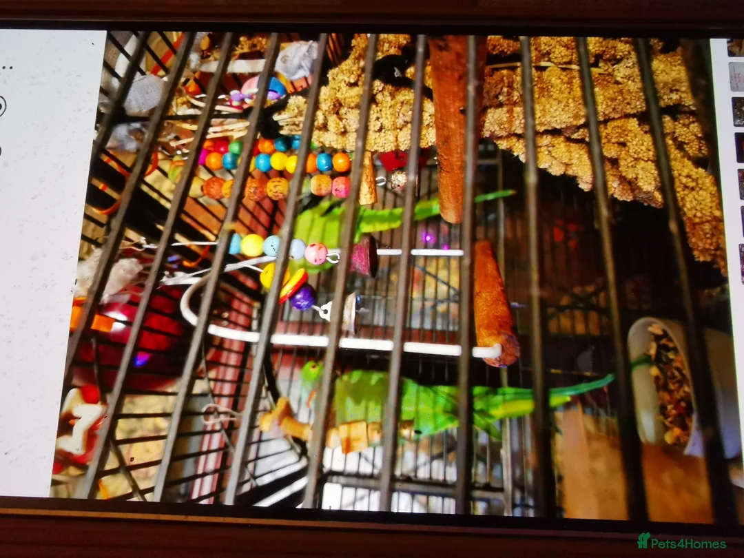Ringnecks birds for sale: 2 greeneck parrots 1femal 1 male in Cinderford - Advert 11