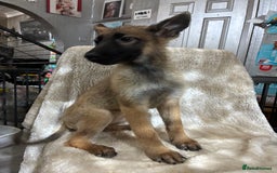 German Shepherd dogs for sale: German shepherd puppies  - Image 5