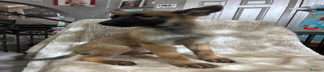 German Shepherd Puppy 2